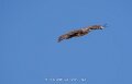 buse-a74n_05580