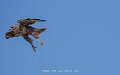 buse-a74n_05582