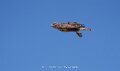 buse-a74n_05603