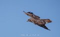 buse-a74n_05604