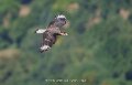 caracara-a74n_05562