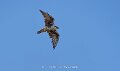 faucon-a74n_05500 2