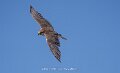 faucon-a74n_05524