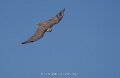faucon-a74n_05528