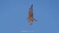 faucon-a74n_05537