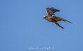 faucon-a74n_05542