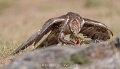 faucon-a74n_05543