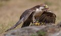 faucon-a74n_05544