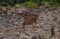 gypaete-a74n_05654