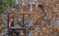 gypaete-a74n_05658