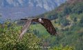 gypaete-a74n_05660