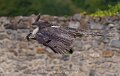 gypaete-a74n_05664