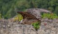 gypaete-a74n_05665