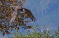 gypaete-a74n_05667