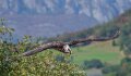 gypaete-a74n_05683