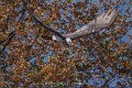 gypaete-a74n_05703