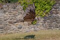gypaete-a74n_05710