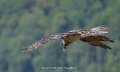 gypaete-a74n_05714