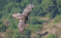 gypaete-a74n_05715