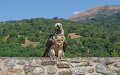 gypaete-a7c2_00484