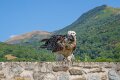 gypaete-a7c2_00485