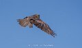 milan-a74n_05594