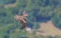 milan-a74n_05742