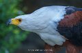 pygargue-a74n_05442