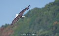 pygargue-a74n_05455