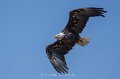pygargue-a74n_05457