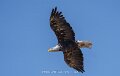 pygargue-a74n_05458