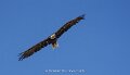 pygargue-a74n_05460