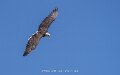 pygargue-a74n_05472