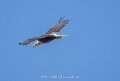 pygargue-a74n_05473
