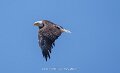 pygargue-a74n_05474