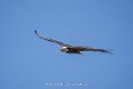 pygargue-a74n_05475