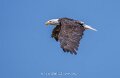 pygargue-a74n_05476