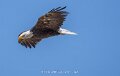 pygargue-a74n_05477