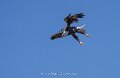 pygargue-a74n_05483
