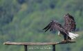 pygargue-a74n_05490