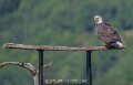 pygargue-a74n_05491