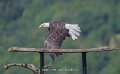pygargue-a74n_05492