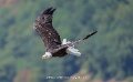 pygargue-a74n_05493