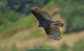 urubu-a74n_05631
