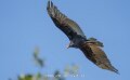 urubu-a74n_05635