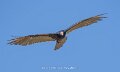 urubu-a74n_05646