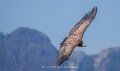 vautour-a74n_05671