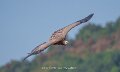 vautour-a74n_05672