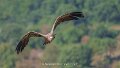 vautour-a74n_05679