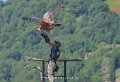 vautour-a74n_05688